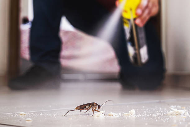 Best Affordable Pest Control Services  in Mason Neck, VA